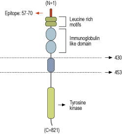 immunogen