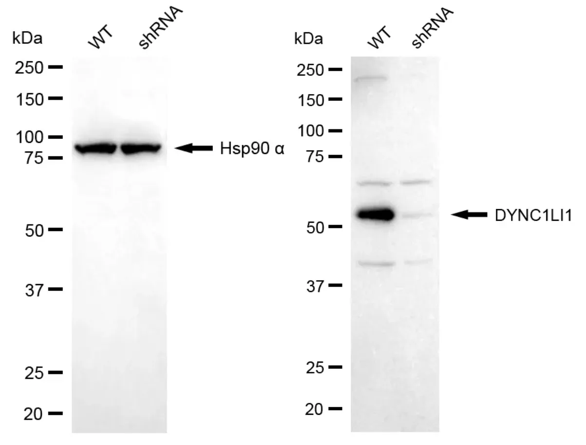 KVAb00575