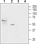 Western blot analysis of rat small intestine lysate (lanes 1 and 3) and rat H4-II-E-C3 hepatoma cell lysate (lanes 2 and 4):