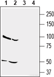 Western blot analysis of human U-87 MG glioblastoma cell line lysate (lanes 1 and 3) and human MDA-MB-231 breast adenocarcinoma cell line lysate (lanes 2 and 4):