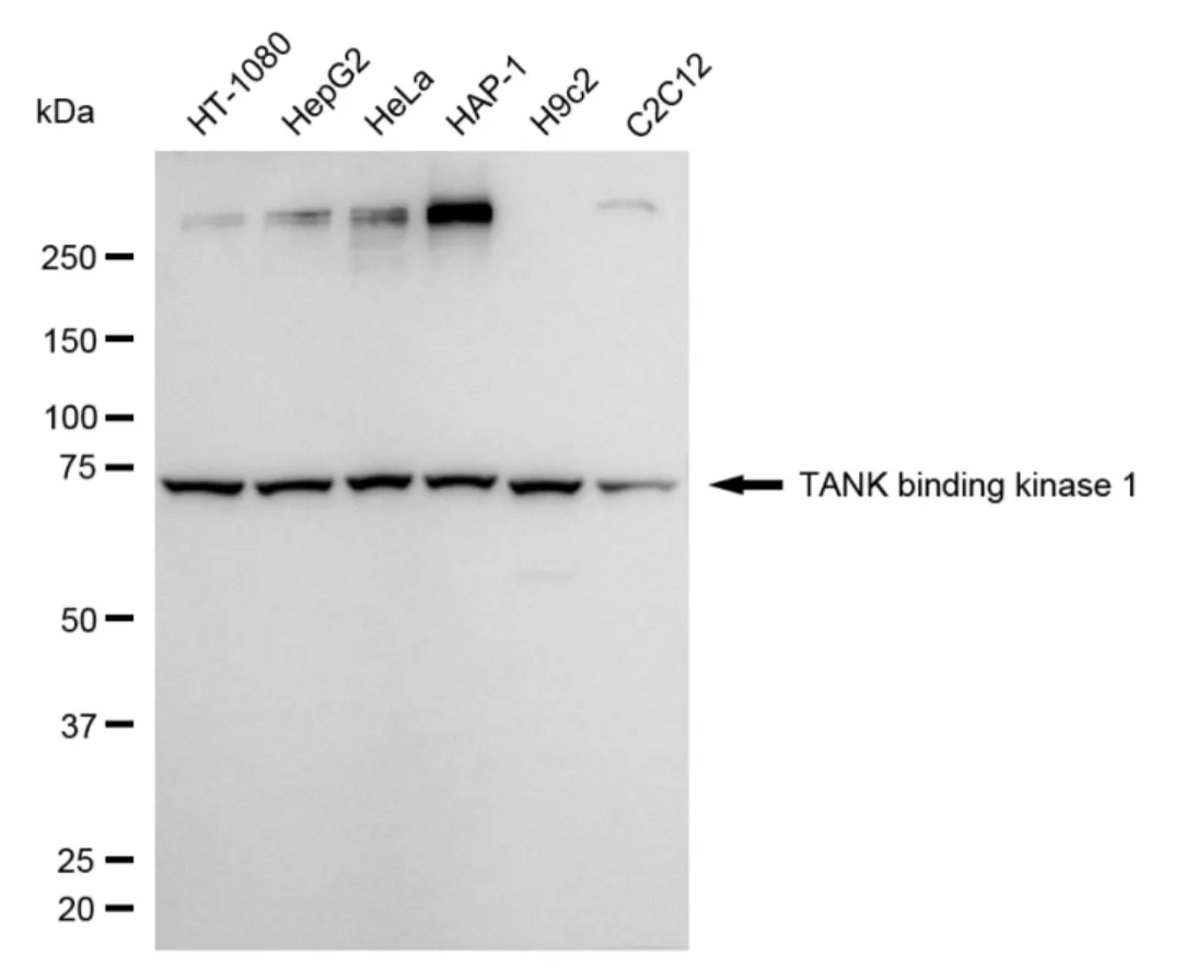 KVAb00759