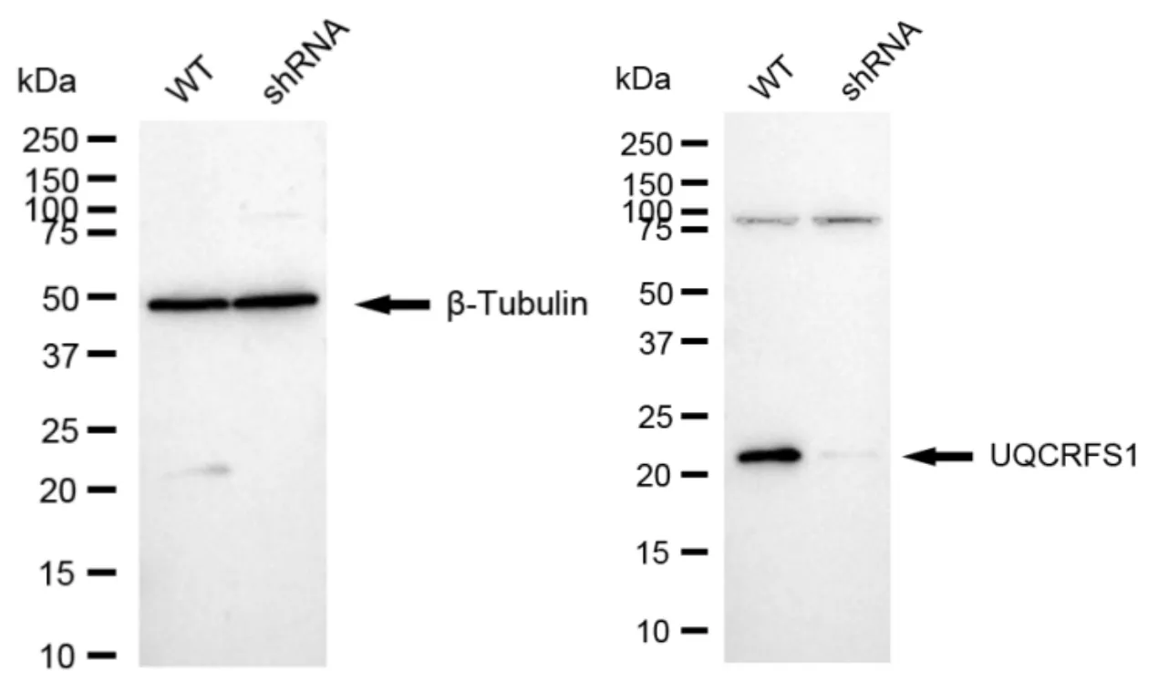 KVAb00846