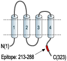 immunogen