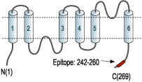 immunogen