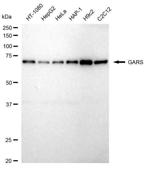 KVAb01079