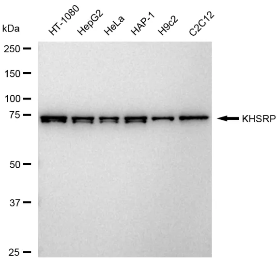 KVAb01034