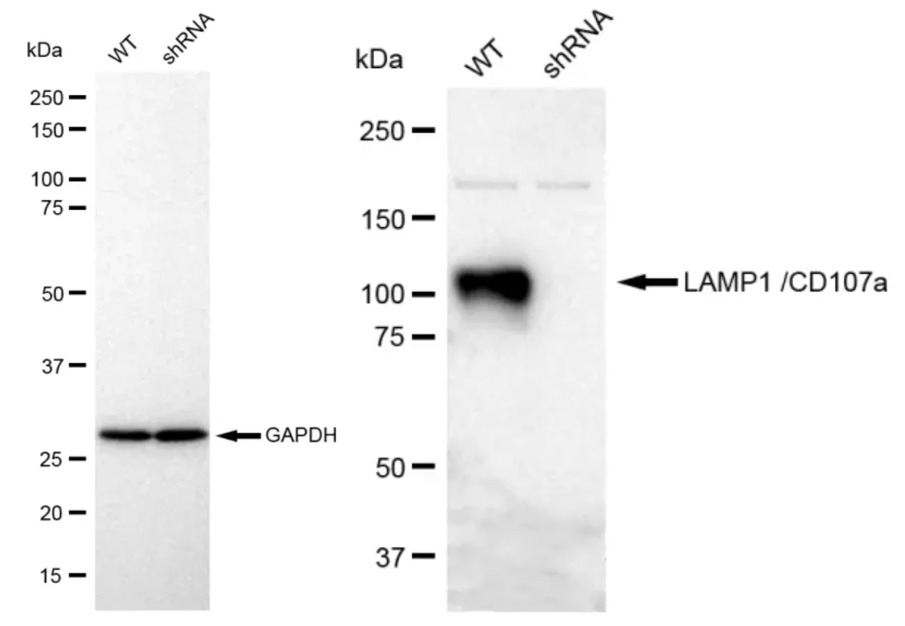 KVAb00548