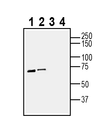 Western blot analysis of mouse heart membranes (lanes 1 and 3) and rat heart membranes (lanes 2 and 4):
