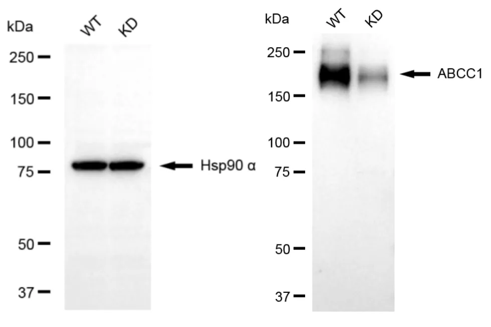 KVAb01403