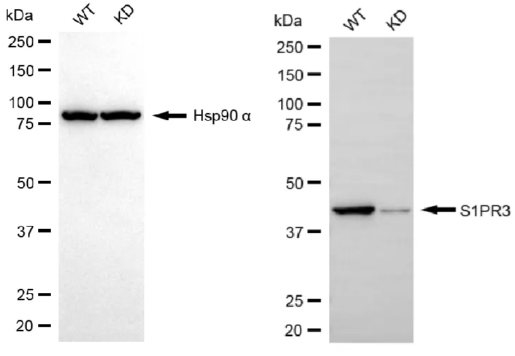KVAb01463