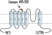immunogen