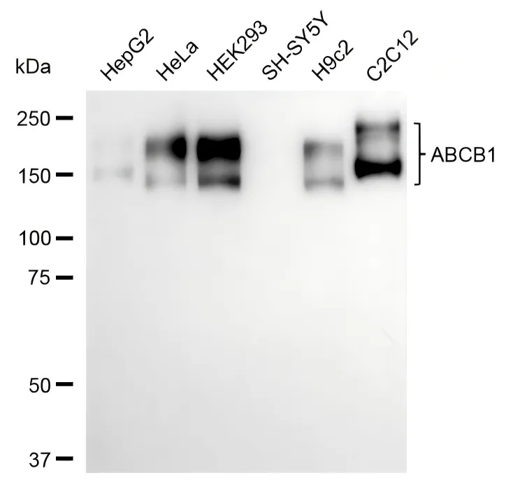 KVAb01927