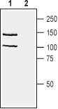 Western blot analysis of human Jurkat T-cell leukemia cell line lysate: