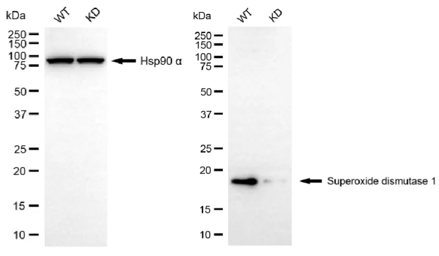 KVAb01459
