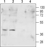 Western blot analysis of Human HL-60 promyelocytic leukemia (lanes 1 and 3) and K562 chronic myelogenous leukemia (lanes 2 and 4) cell lysates: