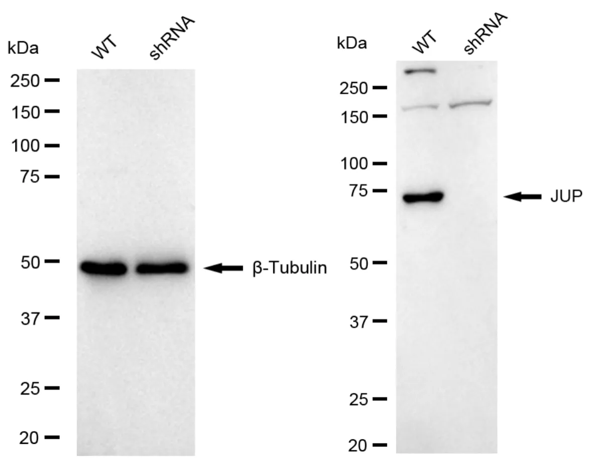 KVAb01770