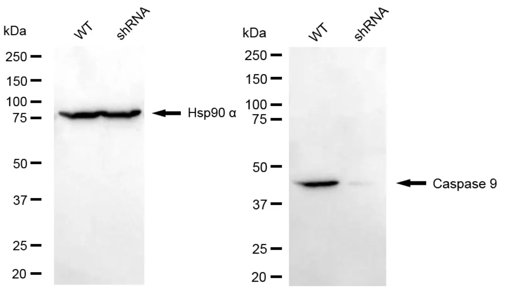 KVAb00801