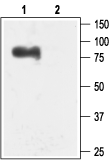 Western blot analysis of rat brain membranes:
