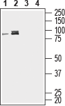 Western blot analysis of human Jurkat T-cell leukemia cell line (lanes 1 and 3) and human THP-1 monocytic leukemia cell line (lanes 2 and 4) lysates :