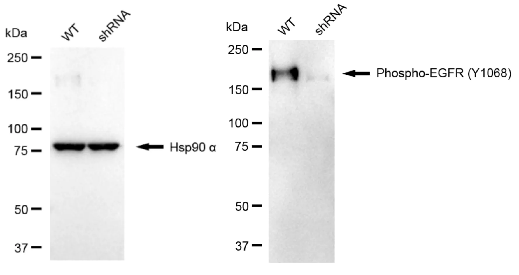 KVAb01741