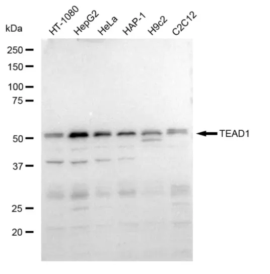 KVAb01471