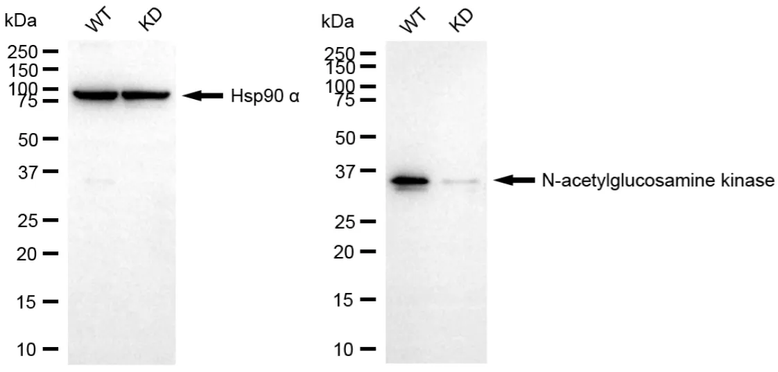 KVAb00423