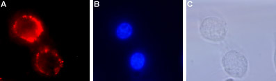 Expression of TrkA in live intact rat PC12 cells