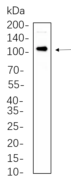 AMRe21066