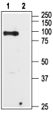 Western blot analysis of Huma n PC-3 prostate cancer cell lysate: