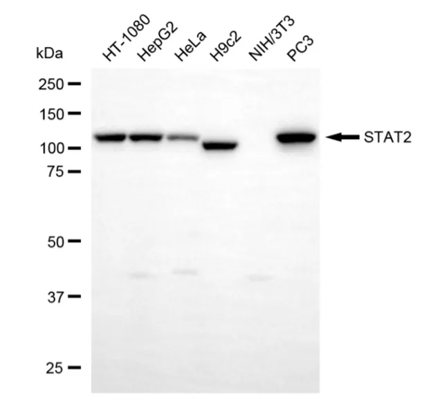KVAb01904