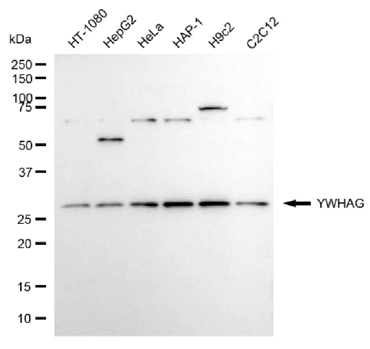 KVAb00465