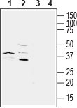 Western blot analysis of mouse BV-2 microglia cell line lysate (lanes 1 and 3) and rat brain membranes (lanes 2 and 4):
