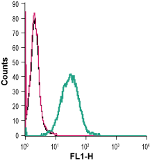 Cell surface detection of Adenosine A 2A Receptor in live intact mouse J774 macrophage cells: