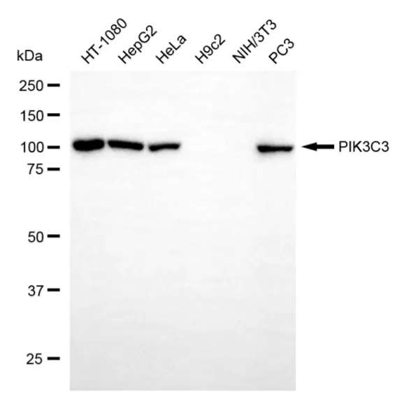KVAb01905