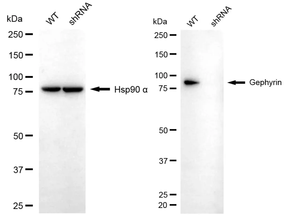 KVAb00700