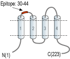 immunogen