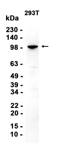AMRe87319