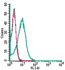 Cell surface detection of ASCT2 in live intact human HL-60 promyelocytic leukemia cells: