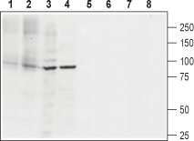 Western blot analysis of rat heart membranes (lanes 1 and 5), mouse heart membranes (lanes 2 and 6), rat PC12 pheochromocytoma cell line lysate (lanes 3 and 7) and human Jurkat T cell leukemia cell line lysate (lanes 4 and 8):