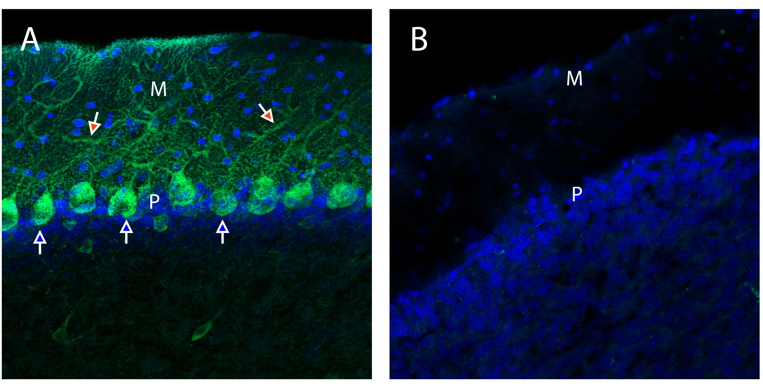 Neurexin 1α in mouse cerebellum