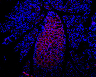 Expression of P2RX7 in rat pancreas