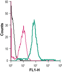 Cell surface detection of CB1 receptor in live intact human THP-1 monocytic leukemia cells: