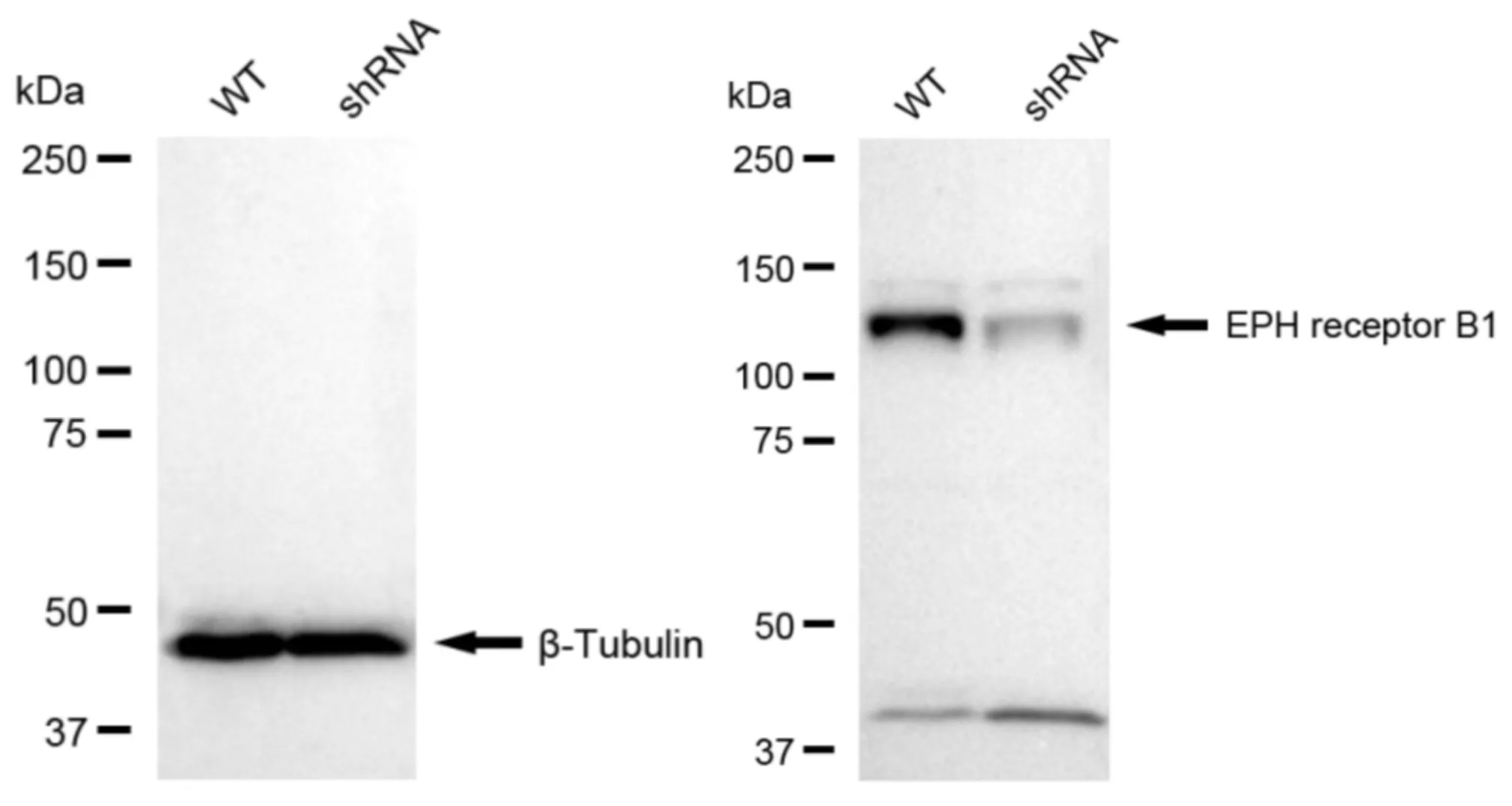 KVAb01091
