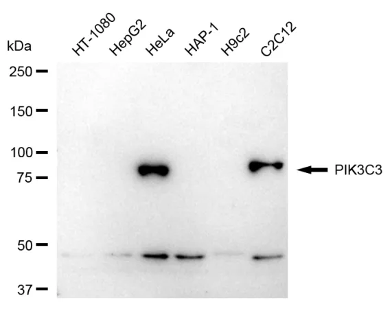 KVAb00944
