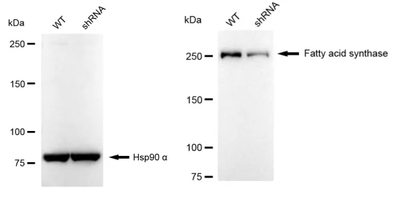 KVAb01087