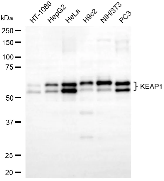 KVAb01710