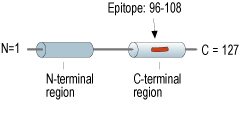 immunogen