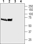 Western blot analysis of rat (lanes 1 and 3) and mouse (lanes 2 and 4) brain synaptosomal fractions :