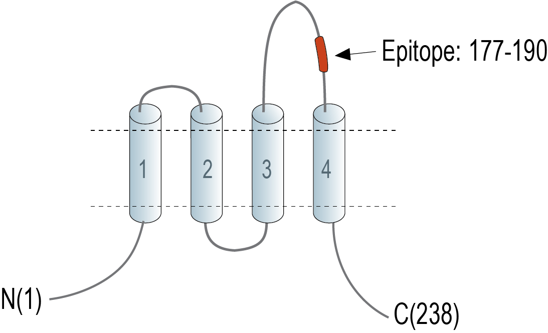 immunogen