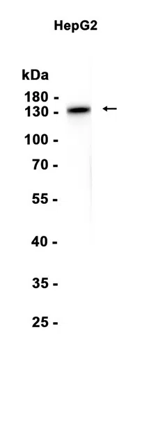AMRe86326